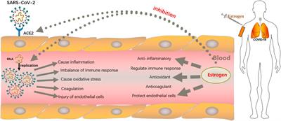 Biofunctional roles of estrogen in coronavirus disease 2019: Beyond a steroid hormone